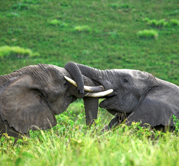 Locking HORNS elephants