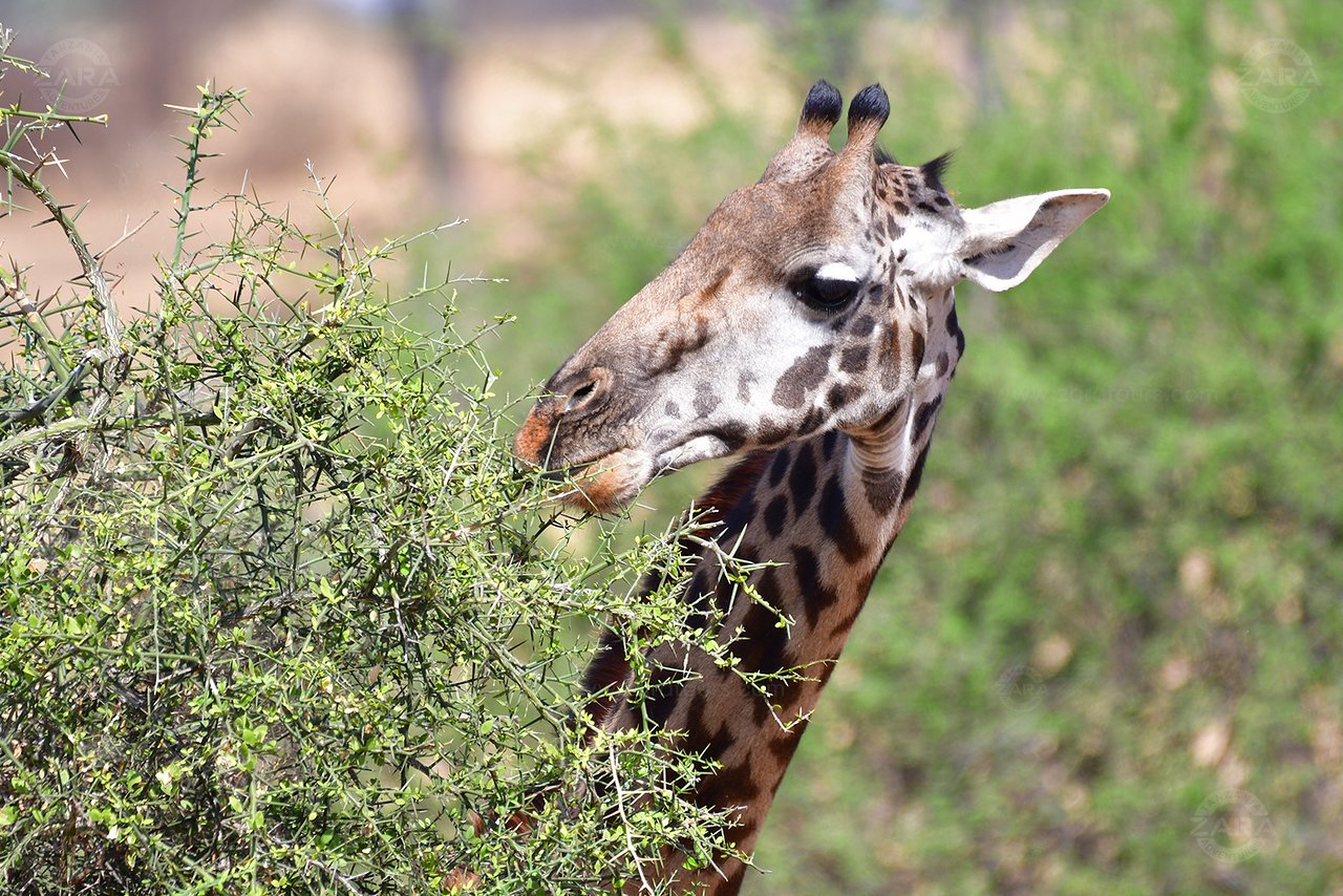 tanzania-safari-with-10