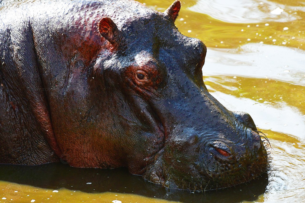 tanzania-safari-with-4