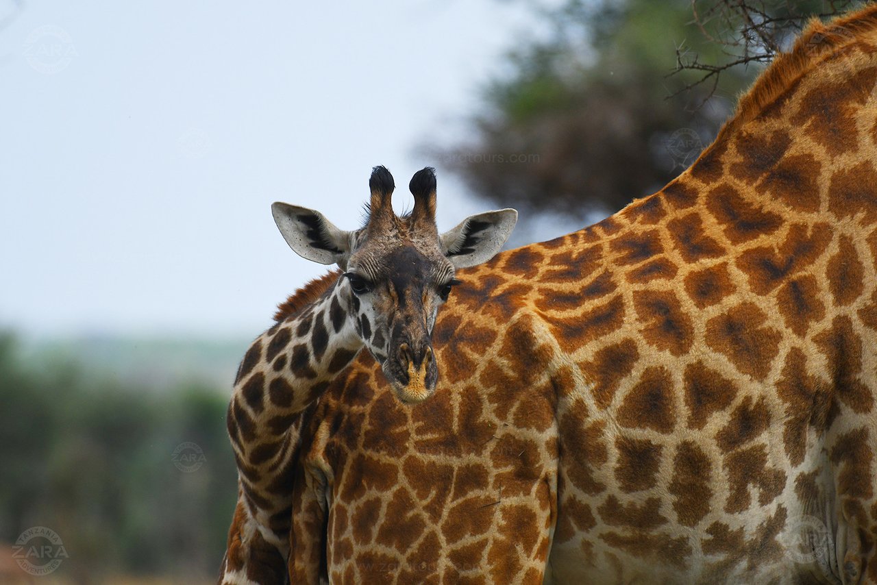 tanzania-safari-with-5