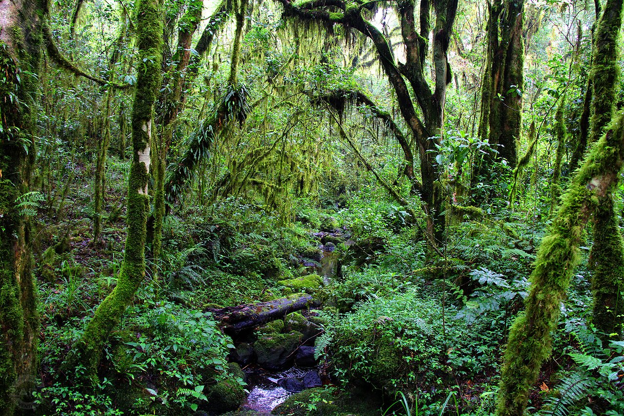 Mount Kilimanjaro ecological