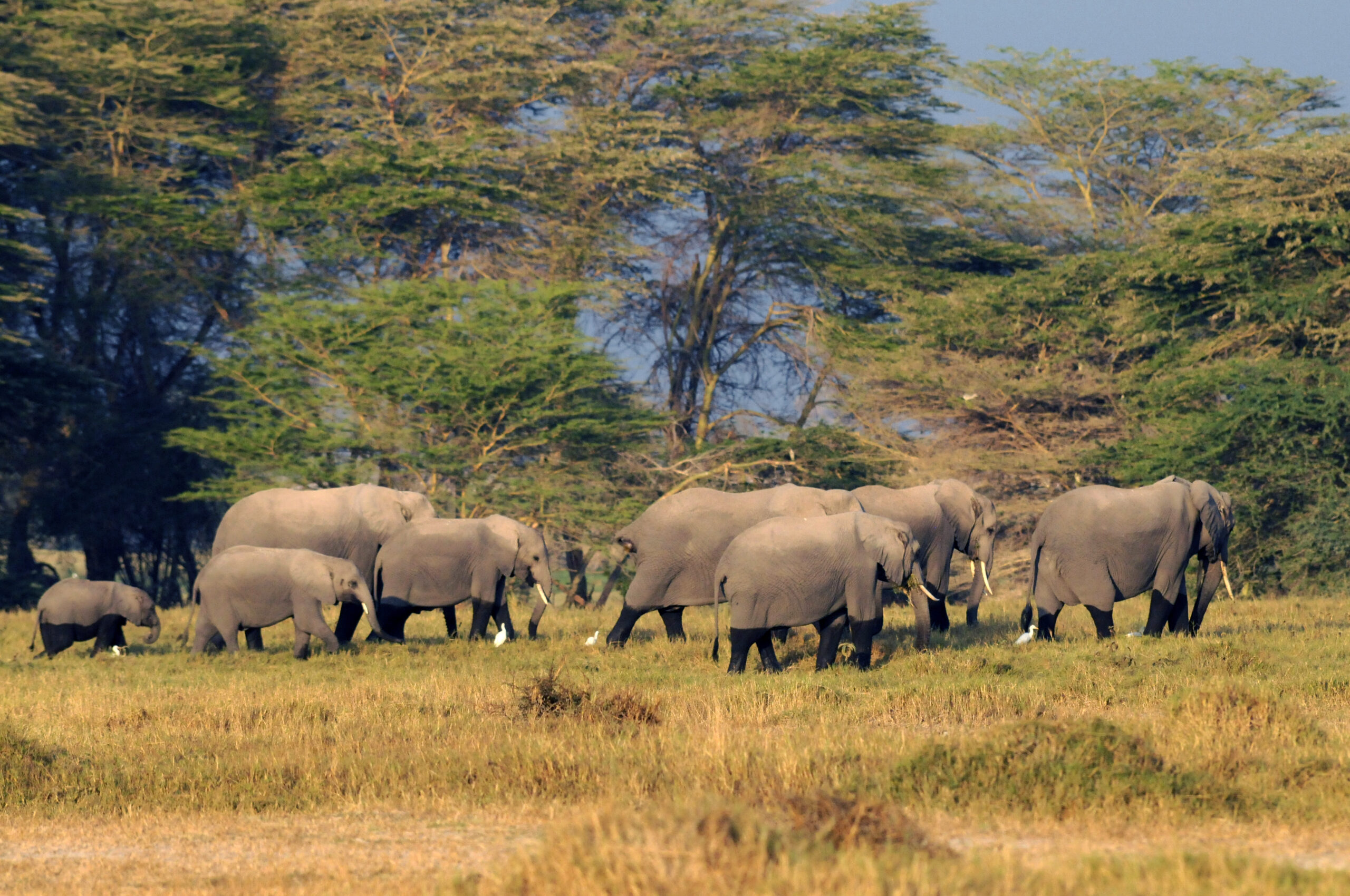 Amboseli National Park