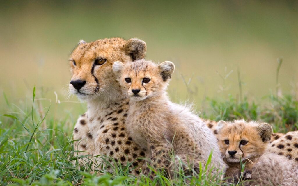 panther & cub