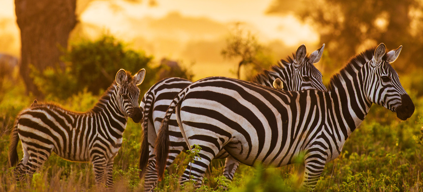 Safari to Masai Mara, Lake Nakuru, Lake Naivasha and Amboseli