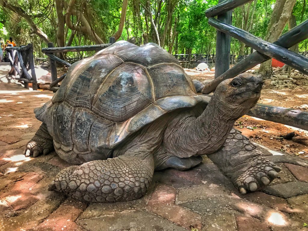 tortoise
