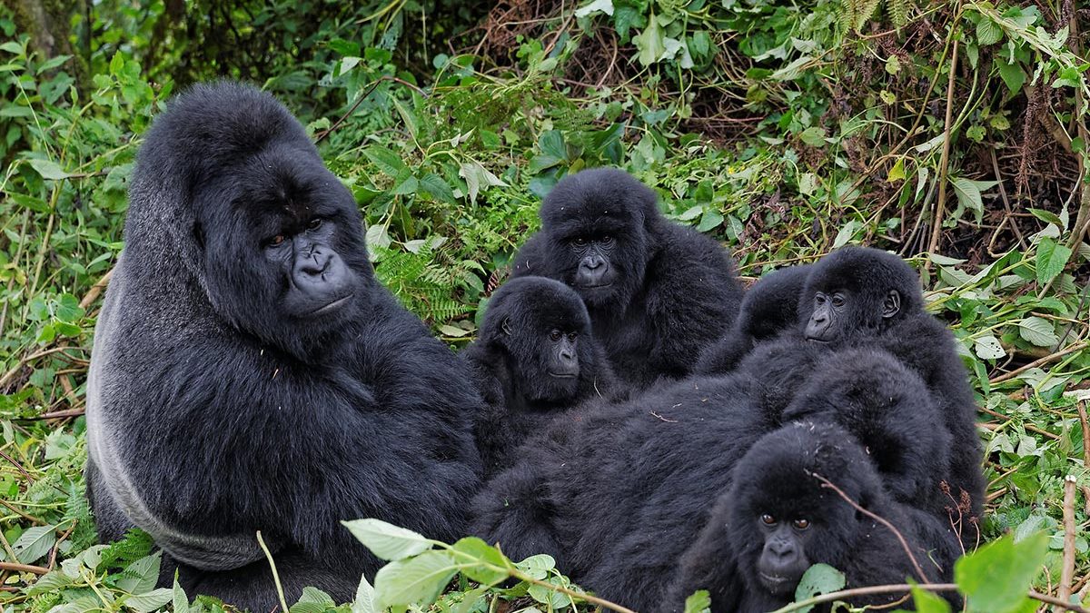 Uganda and Rwanda Safari