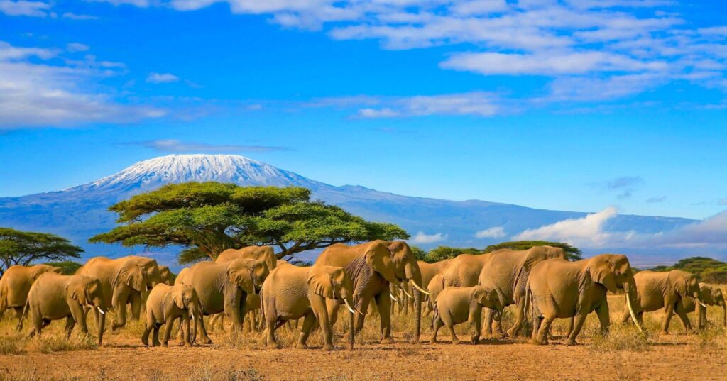 adventure-safari