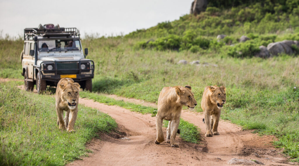 7 Tips to Plan a Custom Kenya Safari Tour