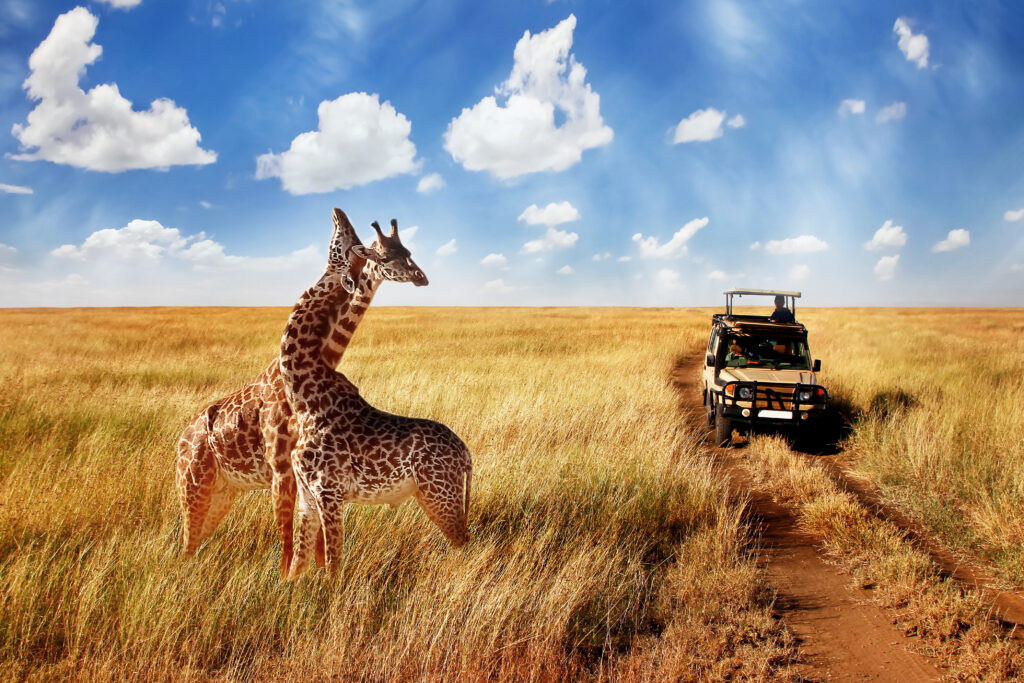 Top 10 Animal Sightings on Your Tanzania Safari Tour