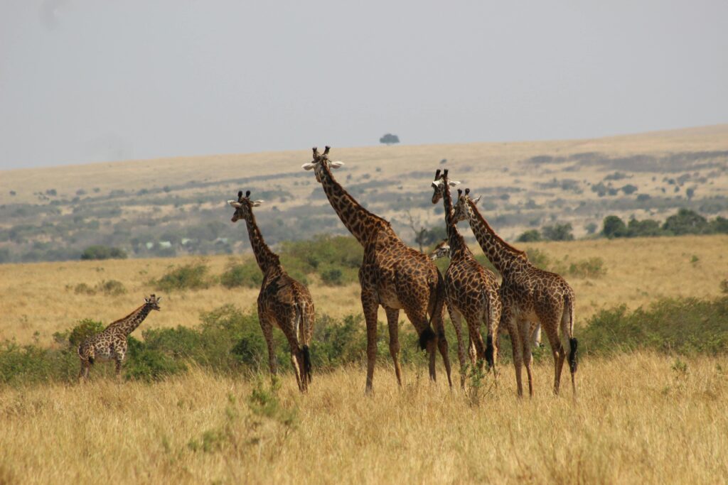 The Best Time to Go on a Kenya Safari Tour: A Seasonal Guide to Wildlife Viewing