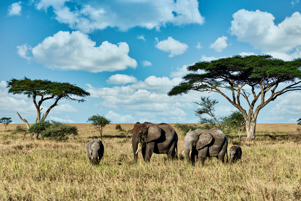 7 Parks to Put On Your Bucket List for a Tanzania Safari Tour