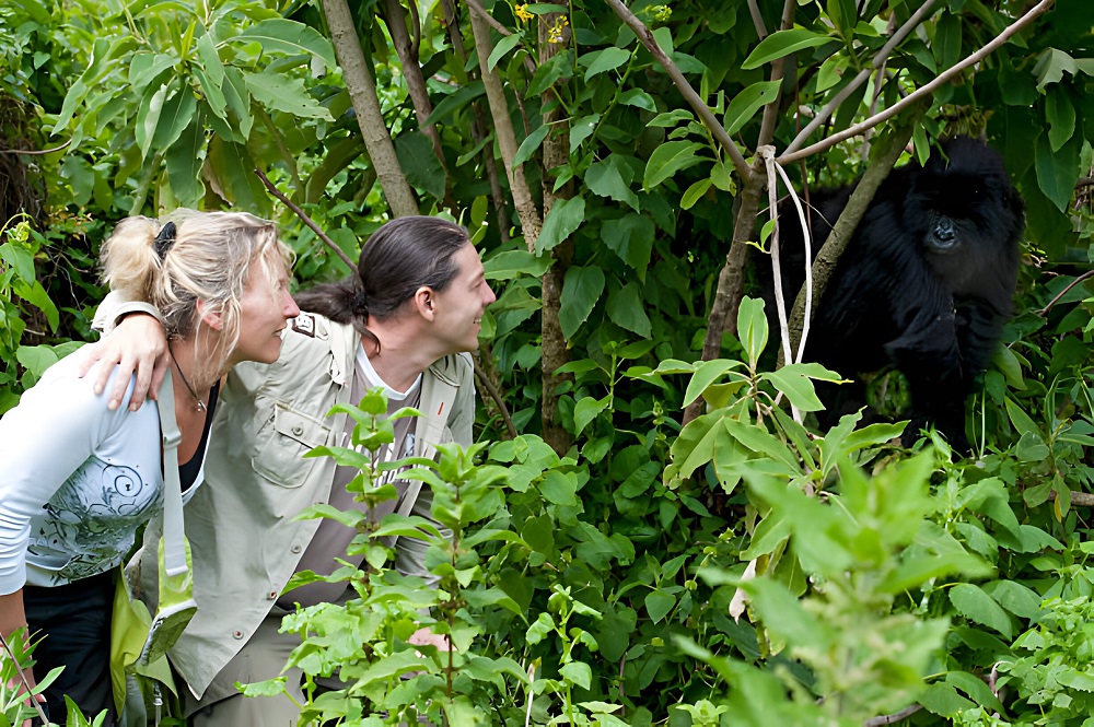 Best Time to Visit Rwanda for Gorilla Trekking