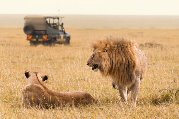 Kenya Safari Cost 2026