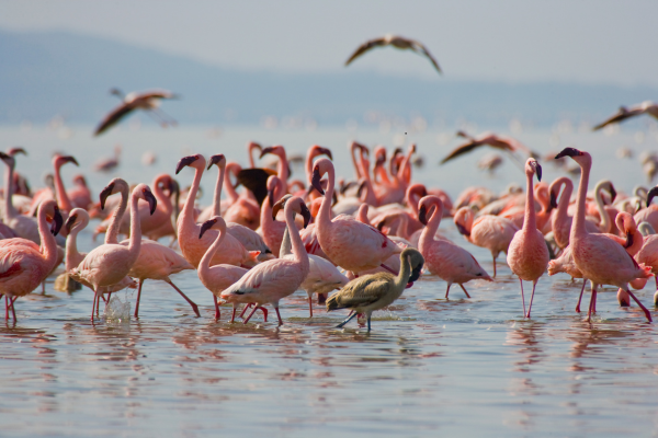 East Africa 2026 itinerary