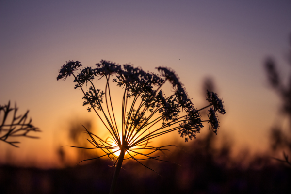 Golden Hour Wildlife Photography