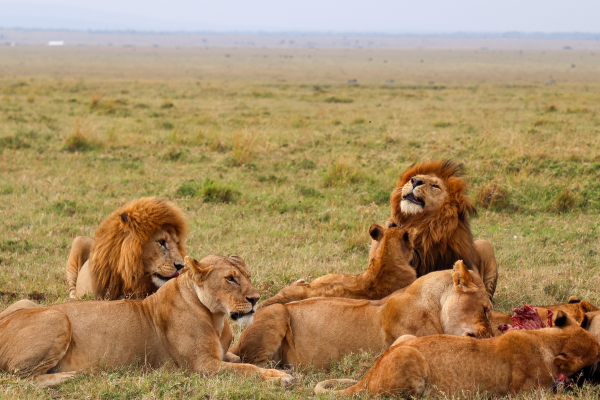 serengeti lions