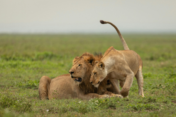 Tree-climbing lions in Ishasha or canoe in Mabamba Swamp / Hadzabe community walk