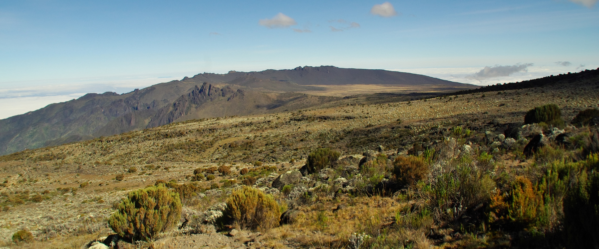Hikers on the Machame Route with rainforest or moorland background