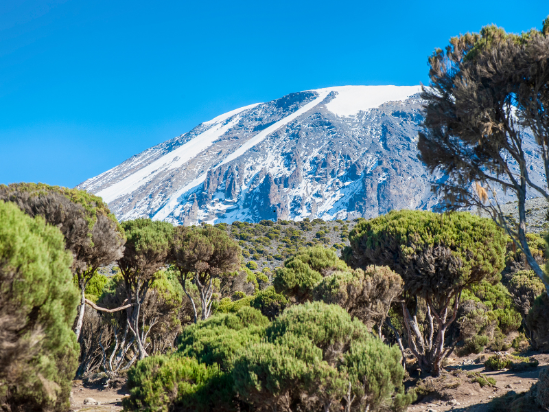 # How Long Does It Take to Climb Kilimanjaro Route-by-Route Timeline Climbing Mount Kilimanjaro is one of Africa’s most unforgettable adventures. Standing at 5,895 metres (19,341 feet) above sea level, Mount Kilimanjaro is the highest mountain in Africa and attracts trekkers from around the world who want to reach Uhuru Peak, the continent’s highest point. One of the first questions travellers ask when planning their climb is How long does it take to climb Kilimanjaro The answer depends largely on the route you choose. Most Kilimanjaro climbs take between 5 and 10 days, with popular routes such as Machame and Lemosho typically taking 6–8 days, while the Northern Circuit can take 9–10 days. Marangu is generally the shortest commonly used route, while longer itineraries offer additional time for acclimatization. For many first-time climbers, choosing a 7- or 8-day itinerary provides a good balance between trekking time, acclimatization, scenery and overall experience. This guide explains how long each major Kilimanjaro route takes, what happens each day, how long summit day lasts, and why choosing the right number of days can make a significant difference to your climb. ## How Many Days Does It Take to Climb Kilimanjaro The typical duration of the main Kilimanjaro routes is Kilimanjaro Route Typical Duration Main Advantage ----------------- --------------- --------------------------------------------- Marangu Route 5–6 days Shorter itinerary and mountain huts Machame Route 6–7 days Scenic and excellent acclimatization Rongai Route 6–7 days Quieter northern approach Lemosho Route 7–8 days Excellent acclimatization and scenery Northern Circuit 9–10 days Longest itinerary and gradual acclimatization Umbwe Route 6–7 days Steep and adventurous These are typical trekking durations, not necessarily the total number of days you should spend in Tanzania. Most travellers should also allow time for arrival, briefing, transfers, recovery and departure. If you are planning your complete Tanzania adventure, you can combine your Kilimanjaro climb with a safari or Zanzibar holiday. Explore the [Africa Paradise Adventures website](httpsafricaparadiseadventures.com) to see how a Kilimanjaro trek can fit into a wider Tanzania itinerary. ## Why Does the Number of Days Matter It can be tempting to choose the shortest possible Kilimanjaro route to save time and money. However, climbing Kilimanjaro is not simply about covering a certain distance. The major challenge is altitude. As you climb higher, atmospheric pressure decreases and your body receives less oxygen with each breath. Your body needs time to adapt to these conditions. According to the CDC, gradual ascent is an important strategy for reducing the risk of altitude illness, and above approximately 3,000 metres, travellers are generally advised to limit increases in sleeping altitude and allow additional acclimatization time. This is why a longer route can often be a better choice than simply selecting the fastest itinerary. A 5-day climb may look attractive on paper, but an additional day or two can give your body more opportunity to adjust to altitude. For more information, read our guide on Kilimanjaro altitude sickness, symptoms, prevention and acclimatization as part of your preparation. # Machame Route 6–7 Days The Machame Route, sometimes called the “Whiskey Route,” is one of the most popular ways to climb Kilimanjaro. It approaches the mountain from the south-west and passes through several dramatically different landscapes, including rainforest, moorland, alpine desert and the high-altitude summit zone. A typical Machame itinerary takes 6 or 7 days. The 7-day version gives climbers more time to acclimatize and is generally preferable for travellers who want a more gradual experience. ### Day 1 Machame Gate to Machame Camp The adventure begins at Machame Gate. After registration and preparations, the trek enters the lush montane rainforest. The trail gradually climbs toward Machame Camp. This is usually a relatively gentle introduction to the mountain compared with the demanding days ahead. ### Day 2 Machame Camp to Shira Camp The landscape changes dramatically as you leave the rainforest behind. The trail climbs toward the Shira Plateau, where vegetation becomes shorter and the surroundings more open. ### Day 3 Shira to Barranco This is an important acclimatization day. You climb higher during the day before descending to Barranco Camp. This type of “climb high, sleep lower” profile can help your body adapt to altitude. ### Day 4 Barranco to Karanga The famous Barranco Wall provides one of the most memorable sections of the route. Although it looks intimidating, the route does not require technical rock climbing. After negotiating the wall, trekkers continue toward Karanga Camp. ### Day 5 Karanga to Barafu The trail continues through the alpine desert toward Barafu Camp. Barafu is the main preparation point for the summit attempt. ### Day 6 Summit Day Most climbers begin the summit attempt around midnight. The climb toward Uhuru Peak is slow and demanding. You ascend through darkness, cold temperatures and increasingly thin air. The final ascent can take several hours. A typical summit push takes roughly 6–8 hours to reach Uhuru Peak, depending on route, conditions and individual pace. After reaching the summit, you descend to a lower camp. ### Day 7 Descent The final day takes you down through the mountain's lower vegetation zones toward the exit gate. You can then transfer back to Moshi or continue with another Tanzania experience. # Lemosho Route 7–8 Days The Lemosho Route is an excellent choice for travellers who want beautiful scenery and more time for acclimatization. It begins on the western side of Kilimanjaro before joining the southern circuit. A standard Lemosho climb usually takes 7–8 days. The additional time allows the itinerary to progress more gradually than shorter routes. ### Days 1–2 Rainforest and Shira Plateau The first section passes through beautiful forest before reaching the open landscapes of the Shira Plateau. The scenery changes quickly as the altitude increases. ### Day 3 Shira Plateau Depending on the itinerary, climbers may spend additional time exploring and acclimatizing around the Shira area. This is one of the advantages of choosing a longer itinerary. ### Day 4 Lava Tower and Barranco One of the most important days involves climbing toward Lava Tower before descending toward Barranco Camp. This creates an excellent opportunity to gain elevation during the day while sleeping lower. ### Days 5–6 Barranco, Karanga and Barafu The route continues through the high-altitude landscape toward Barafu Camp. The physical demands gradually increase as you approach the summit. ### Day 7 Uhuru Peak The summit attempt begins during the night. After reaching Uhuru Peak, climbers descend to a lower camp for rest. ### Day 8 Final Descent The final day is spent descending toward the mountain gate. For many first-time climbers, the 8-day Lemosho itinerary is particularly attractive because it combines scenery with a relatively gradual acclimatization profile. # Marangu Route 5–6 Days The Marangu Route is often known as the “Coca-Cola Route.” It is the only major Kilimanjaro route where climbers sleep in mountain huts rather than tents. A typical itinerary takes 5 or 6 days. The 6-day option includes additional acclimatization time and is generally a better choice than trying to complete the route as quickly as possible. ### Typical Timeline Day 1 Marangu Gate to Mandara Hut The trek begins in the rainforest and ends at Mandara Hut. Day 2 Mandara Hut to Horombo Hut The trail continues through moorland toward Horombo. Day 3 Acclimatization or progression The longer itinerary can include an acclimatization day around Horombo. Day 4 Horombo to Kibo Hut You continue toward the high-altitude desert approaching Kibo. Day 5 Summit attempt The summit climb usually begins around midnight. Day 6 Descent The final descent takes you back through the mountain's lower zones. The Marangu Route may be suitable for travellers who prefer hut accommodation, but the shortest itinerary should not automatically be considered the easiest or safest option. # Rongai Route 6–7 Days The Rongai Route approaches Kilimanjaro from the northern side, close to the Kenyan border. One of its main attractions is its quieter atmosphere compared with some of the more popular southern approaches. The route usually takes 6–7 days. The northern side of Kilimanjaro can also experience different weather conditions from the southern slopes, making Rongai an interesting alternative for travellers looking for a different perspective of the mountain. A typical itinerary includes Rongai Gate to the first camp Progression toward Kikelewa Acclimatization around Mawenzi Trek toward Kibo Summit attempt Descent toward Horombo Final descent through Marangu The 7-day version provides additional time for acclimatization and is generally preferable if your schedule allows. # Northern Circuit 9–10 Days If time is not your biggest limitation, the Northern Circuit Route offers one of the most comprehensive Kilimanjaro experiences. It is the longest major route and typically takes 9–10 days. The route begins similarly to Lemosho but eventually travels around the quieter northern side of the mountain. Because you spend more time on the mountain, the ascent can be spread over a longer period. ### Typical Northern Circuit Timeline Days 1–2 Western approach and rainforest Days 3–4 Shira Plateau and high-altitude landscapes Days 5–7 Northern slopes and acclimatization Day 8 Approach to the summit area Day 9 Summit attempt Day 10 Descent Some itineraries use slightly different schedules, so your exact timeline will depend on your tour operator and itinerary. The Northern Circuit is particularly attractive to travellers who want a quieter route, extensive scenery and plenty of time to acclimatize. # Umbwe Route 6–7 Days The Umbwe Route is known for being steep and demanding. It takes a more direct approach toward the southern circuit and is generally considered more challenging than routes with a gradual ascent. A typical itinerary takes around 6–7 days, depending on the operator and itinerary. Umbwe is usually more appropriate for experienced trekkers or people specifically looking for a challenging route rather than travellers simply looking for the quickest way to Uhuru Peak. For first-time Kilimanjaro climbers, longer and more gradual routes such as Lemosho or the Northern Circuit may be more appealing. # How Long Is Summit Day Summit day is completely different from a normal trekking day. While most days involve several hours of walking, the summit attempt can involve a very long period of continuous trekking. Most groups begin around midnight or shortly afterwards. The objective is to reach the summit around sunrise. The trail becomes increasingly steep as you approach the crater rim. Climbers then continue toward Uhuru Peak, which stands at 5,895 metres. A typical ascent from the high camp to Uhuru Peak can take approximately 6–8 hours, although the exact time varies considerably. After taking photographs and celebrating the achievement, you begin the descent. The total summit day can therefore involve many hours of walking, often making it the longest and most physically demanding day of the entire climb. This is one reason why proper preparation and pacing are so important. # Does Fitness Affect How Long the Climb Takes Fitness is important, but Kilimanjaro is not primarily a technical climbing challenge. You do not need advanced mountaineering skills for the standard routes. However, you should be comfortable walking for several hours on consecutive days. Training should focus on Long-distance walking Uphill hiking Stair climbing Cardiovascular endurance Leg strength Core strength Walking with a backpack Consistent weekly activity It is also important to understand that excellent fitness does not eliminate altitude risk. The CDC notes that physical fitness does not determine whether someone will develop altitude illness. The rate of ascent and individual susceptibility are important factors. This is another reason not to choose your Kilimanjaro itinerary based solely on speed. # What Is the Best Number of Days for Kilimanjaro For many travellers, 7–8 days is an excellent target. A 7-day Machame climb can provide a good balance of time and acclimatization. An 8-day Lemosho itinerary offers even more time to adjust while providing spectacular scenery. If you have more time available, the 9–10-day Northern Circuit gives you an even more gradual journey. If your schedule is very tight, a 5–6-day Marangu itinerary is possible, but shortening the climb comes with less acclimatization time. In general Best for a first climb 7–8 days Best for maximum acclimatization 9–10 days Best for a shorter itinerary 5–6 days Best balance of scenery and time 7-day Machame or 8-day Lemosho Best for a quieter experience Rongai or Northern Circuit # Kilimanjaro Climb Duration At a Glance The simplest way to compare the routes is ### 5–6 Days Marangu Good for travellers with limited time, but less time is available for acclimatization. ### 6–7 Days Machame, Rongai and Umbwe These routes provide different experiences, from the scenic Machame approach to the quieter northern Rongai route and the demanding Umbwe trail. ### 7–8 Days Lemosho An excellent choice for travellers who want a gradual itinerary, varied scenery and more time on the mountain. ### 9–10 Days Northern Circuit The longest option, offering extensive acclimatization and the opportunity to explore more of Kilimanjaro's northern slopes. # Why You Should Not Rush Kilimanjaro It is understandable to want to reduce the number of days because accommodation, park fees, guides and other costs increase with the length of the trip. However, Kilimanjaro is not a mountain where rushing is necessarily an advantage. Your body needs time to respond to the decreasing oxygen availability. The CDC recommends gradual ascent and additional acclimatization time as sleeping altitude increases. A longer itinerary can therefore make the journey more comfortable and give you a better opportunity to adapt. The goal should not simply be to reach Uhuru Peak as quickly as possible. The goal is to reach the summit safely, enjoy the journey and return safely. # Plan Your Kilimanjaro Adventure with Africa Paradise Adventures Choosing the right route is one of the most important decisions you will make when planning a Kilimanjaro climb. At [Africa Paradise Adventures](httpsafricaparadiseadventures.com), travellers can plan their Tanzania adventure around the route, duration and experience that best match their schedule and goals. Whether you are considering the scenic Machame Route, the gradual Lemosho Route, the northern Rongai Route, the hut-based Marangu Route, or the extended Northern Circuit, the right itinerary should give you enough time to enjoy the mountain rather than simply rush toward the summit. You can also combine your Kilimanjaro trek with a Tanzania safari, giving you the opportunity to experience the country's wildlife and landscapes after your climb. ## Final Thoughts How Long Should You Spend Climbing Kilimanjaro So, how long does it take to climb Kilimanjaro The answer is usually between 5 and 10 days, depending on the route. Marangu can be completed in around 5–6 days, while Machame and Rongai commonly take 6–7 days. Lemosho generally takes 7–8 days, and the Northern Circuit can take 9–10 days. For most first-time climbers, however, the question should not simply be, “What is the shortest Kilimanjaro route” A better question is “Which route gives my body enough time to acclimatize while allowing me to enjoy the mountain” For many travellers, the answer will be a 7- or 8-day climb. If you have additional time, a 9- or 10-day Northern Circuit itinerary can provide an even more gradual experience. Whichever route you choose, preparation, pacing, professional guidance and responsible acclimatization are essential. Mount Kilimanjaro is more than a summit. It is a journey through rainforest, moorland, alpine desert and the high-altitude world surrounding Africa's highest peak. Take your time, walk slowly, listen to your guides and enjoy every stage of the journey. Ready to climb Kilimanjaro Visit [Africa Paradise Adventures](httpsafricaparadiseadventures.com) to start planning your Tanzania mountain adventure.