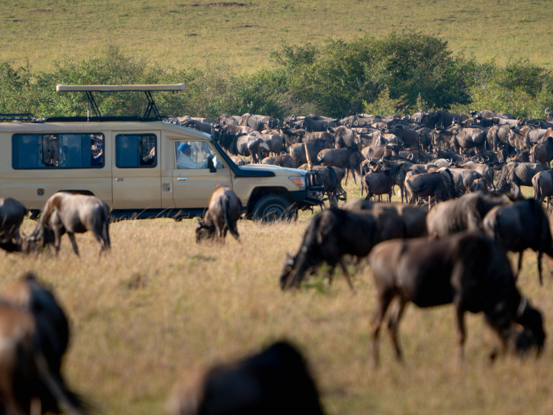 Serengeti golden grasslands with distant wildebeest herds under clear dry-season sky