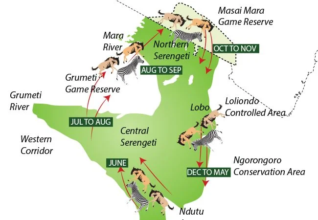 Simple migration route map of Serengeti–Mara with seasonal arrows
