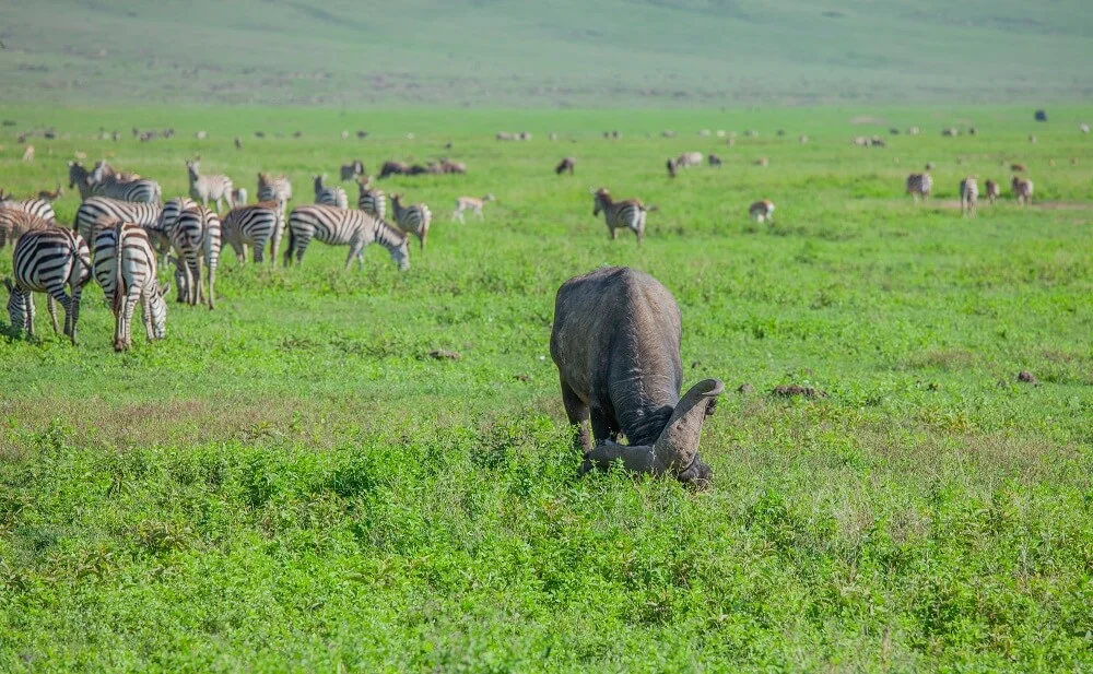 Ngorongoro wildlife: lions and elephants on the crater floor