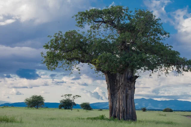 Iconic baobab tree in Tarangire National Park at sunset