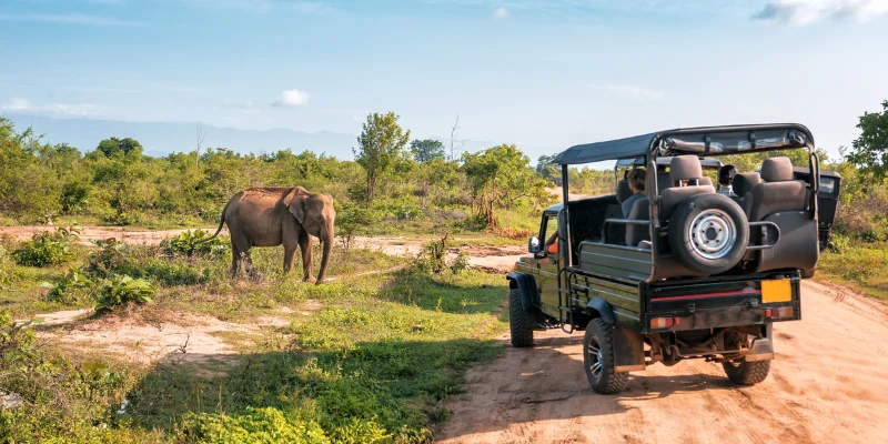 Safari vehicle viewing elephants in Tarangire National Park