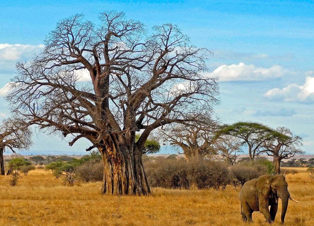 Tarangire safari with elephants and baobab trees