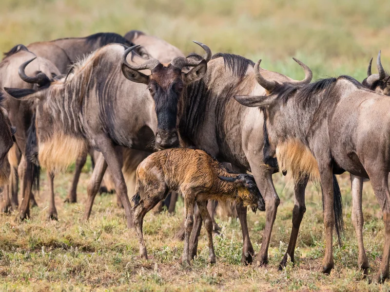 Wildebeest calving season Ndutu plains, newborn calf with mother, predators in distance