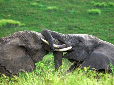 Locking HORNS elephants